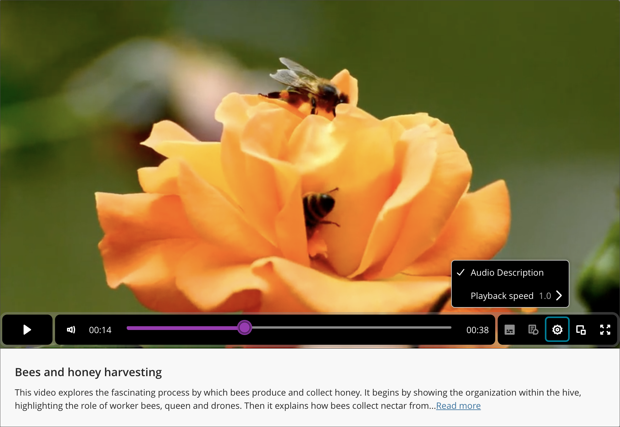A Video Studio recording screen with an image of two bees on an orange flower. The screen includes the time duration of the video. The Settings option on the bottom panel is selected, which displayed setting options for Audio Description and Playback Speed.